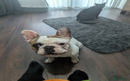 French Bulldog dogs for sale: Lovely French Bulldog - Image 3