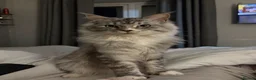 Maine Coon cats for sale: Our beautiful boy is for sale in Gainsborough - Advert 9