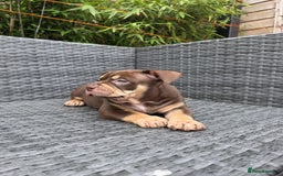 American Bully dogs for sale: 3 Stunning Pocket American bully  - Image 6