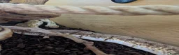 Python Snake reptiles for sale: Spinner Blast Ball Python  in Orpington - Advert 4