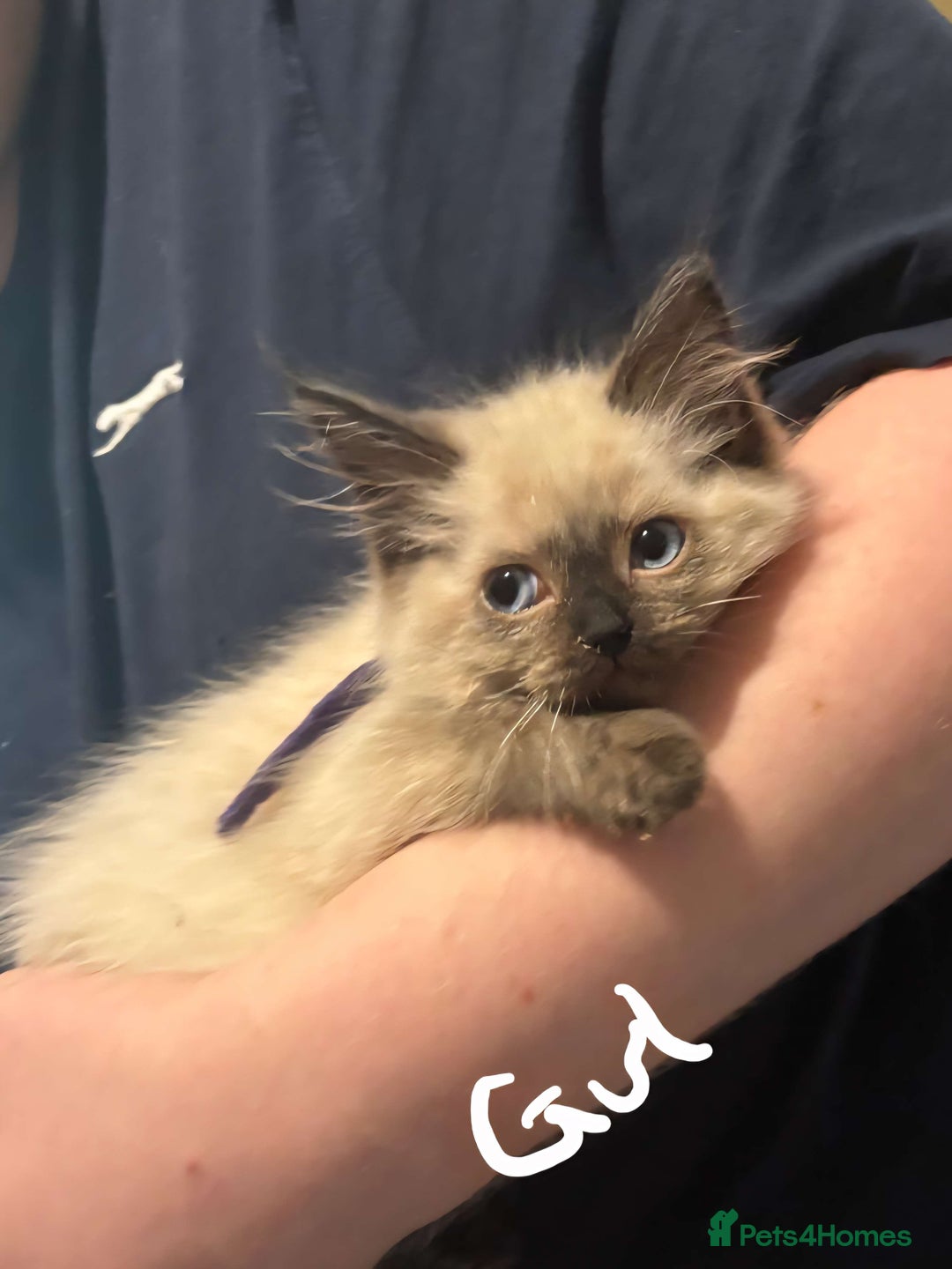 Ragdoll cats for sale: 6 gorgeous seal ragdoll kittens  - Image 8