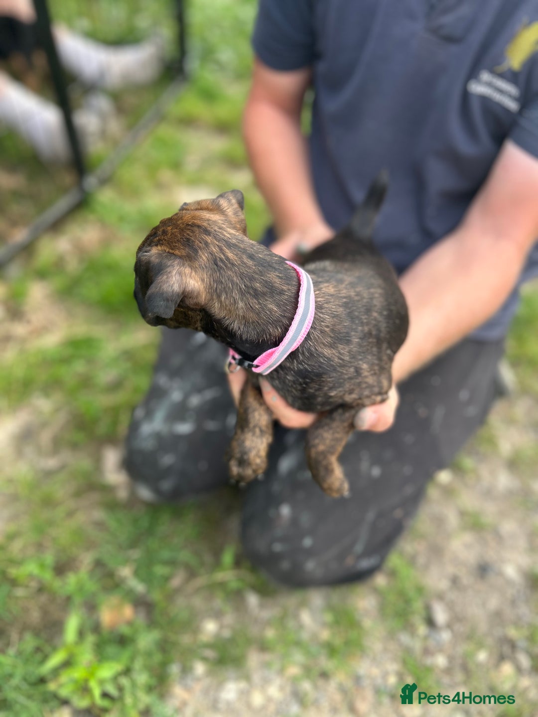 Jack Russell dogs for sale: Blue & Black Brindle Jack Russells - Image 9