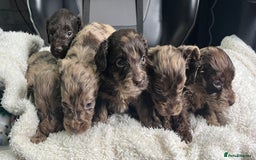 Cockapoo dogs for sale: GORGEOUS F1 MERLE COCKAPOOS HEALTH TESTED PARENTS - Image 4