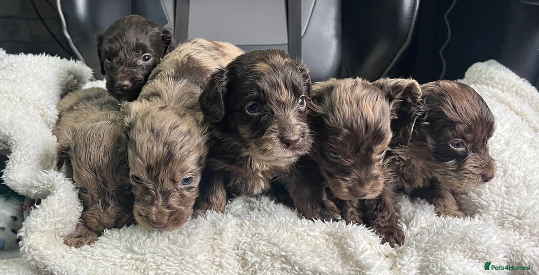 Cockapoo dogs for sale: GORGEOUS F1 MERLE COCKAPOOS HEALTH TESTED PARENTS - Image 4