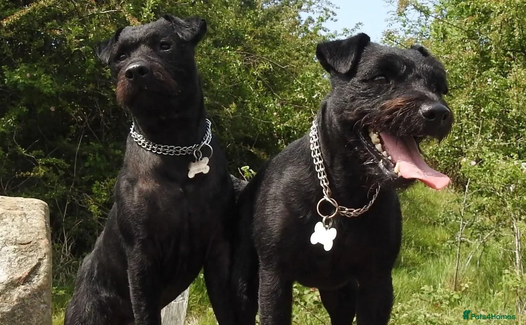 Patterdale Terrier dogs for stud: Mr Jason wooller  - Advert 2