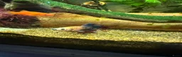 Other/Mixed Breed fish for sale: Full tropical tank set up  - Advert 2