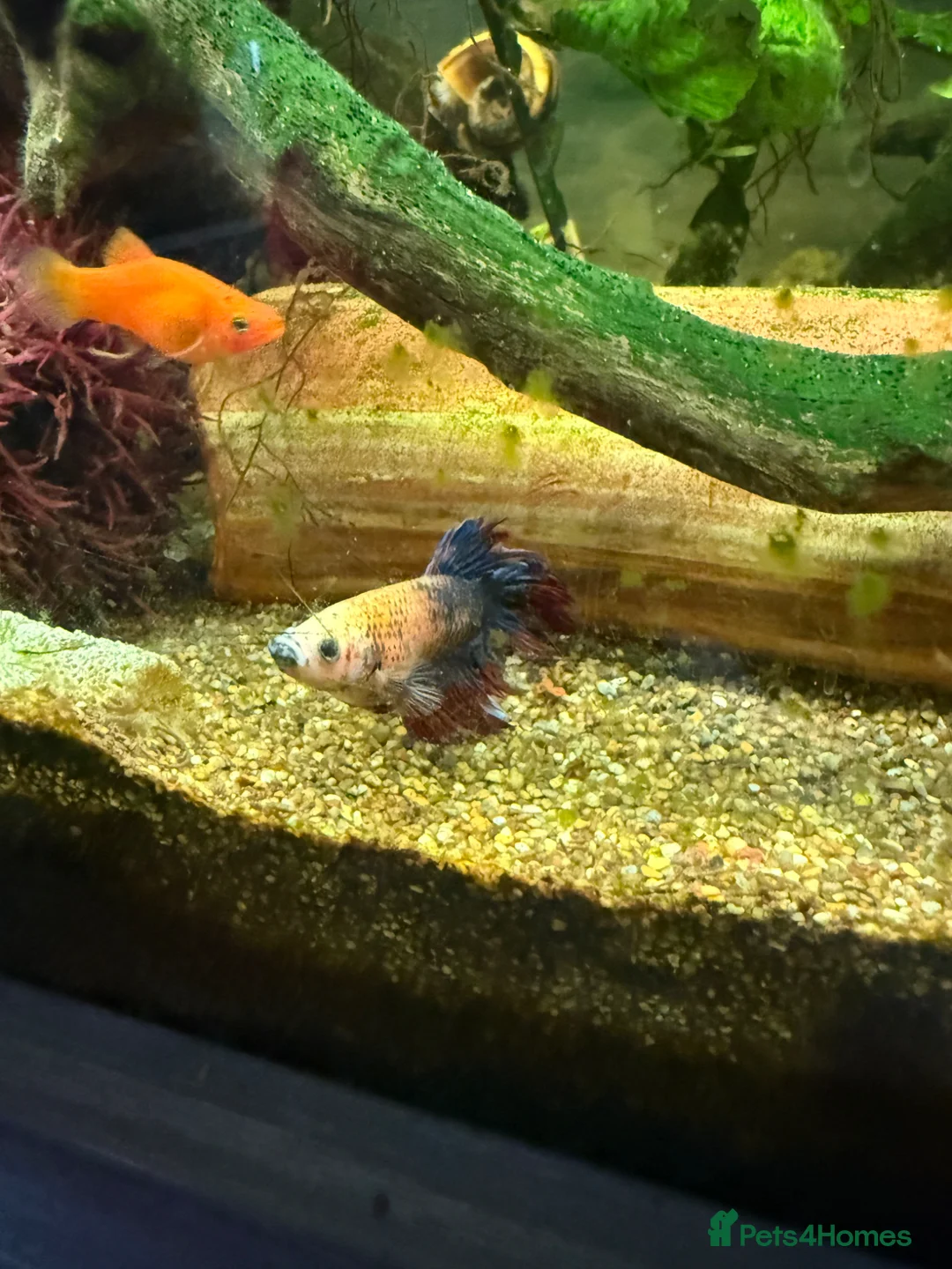 Other/Mixed Breed fish for sale: Full tropical tank set up  - Advert 2