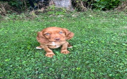 Cocker Spaniel dogs for sale: 4 adorable cocker spaniel puppies needing new home - Image 2