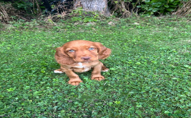 Cocker Spaniel dogs - Advert 1