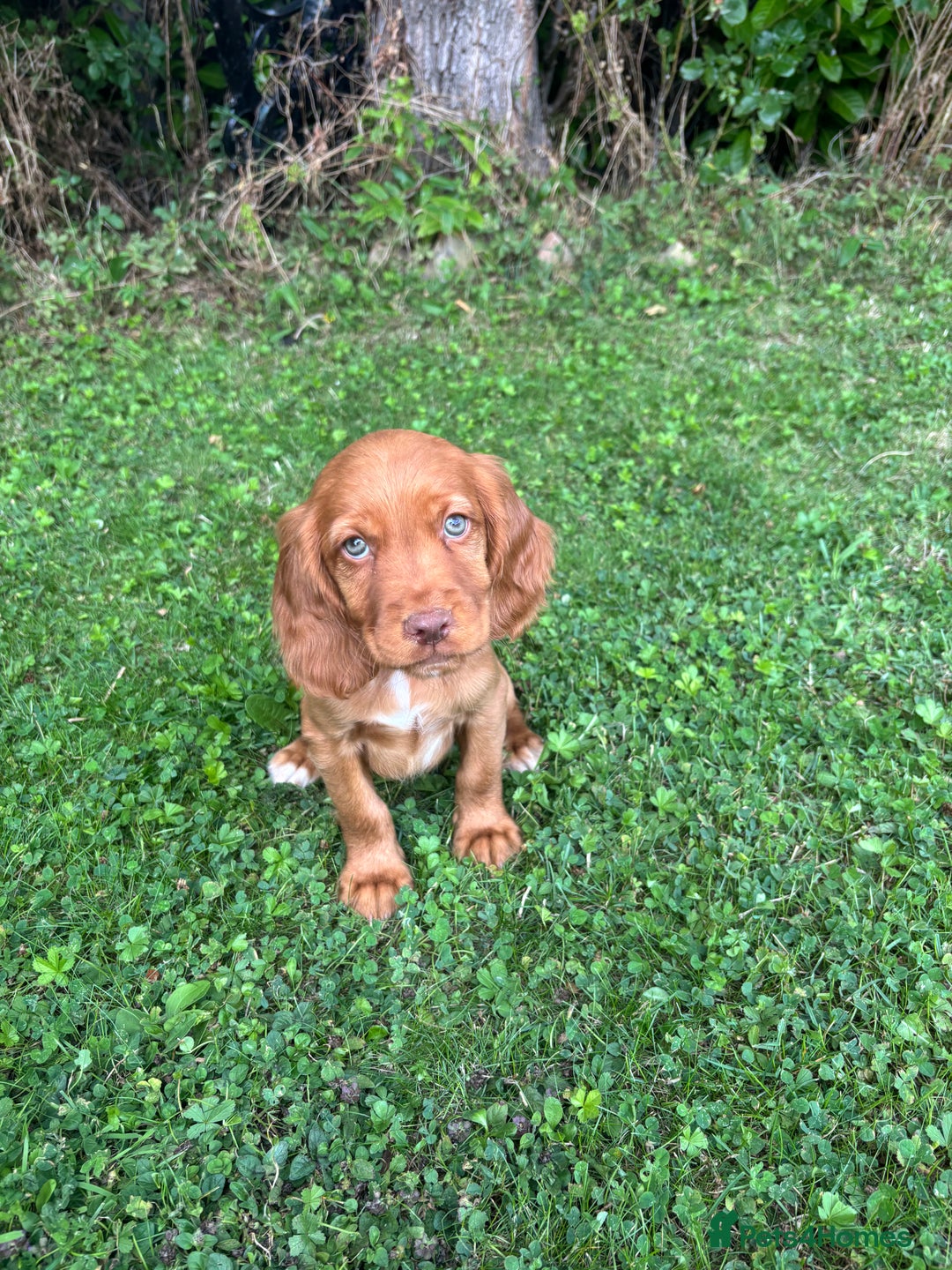 Cocker Spaniel dogs for sale: 4 adorable cocker spaniel puppies needing new home - Image 2