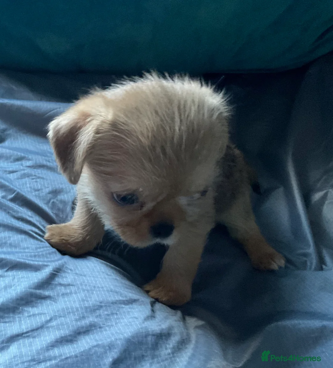 Mixed Breed dogs for sale: SHIH TZU/ CHIHUAHUAS  - Advert 13