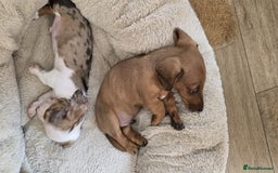 Dachshund dogs for sale: Beautiful Miniature dachshund puppies  - Image 2