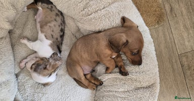 Dachshund dogs - Advert 1