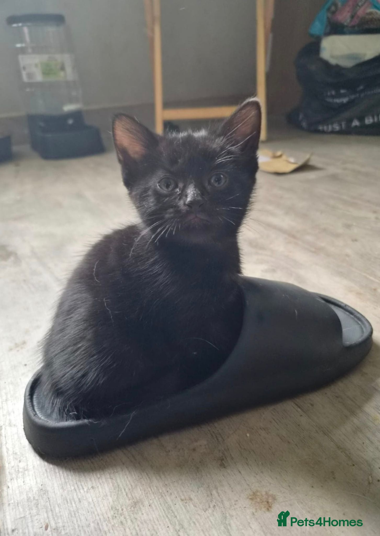 Mixed Breed cats 2 male kittens left - Advert 2