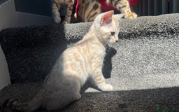 Bengal cats for sale: 🔥🏆OUTSTANDING SHOW BENGALS… READY 26th AUGUST💯 - Image 15