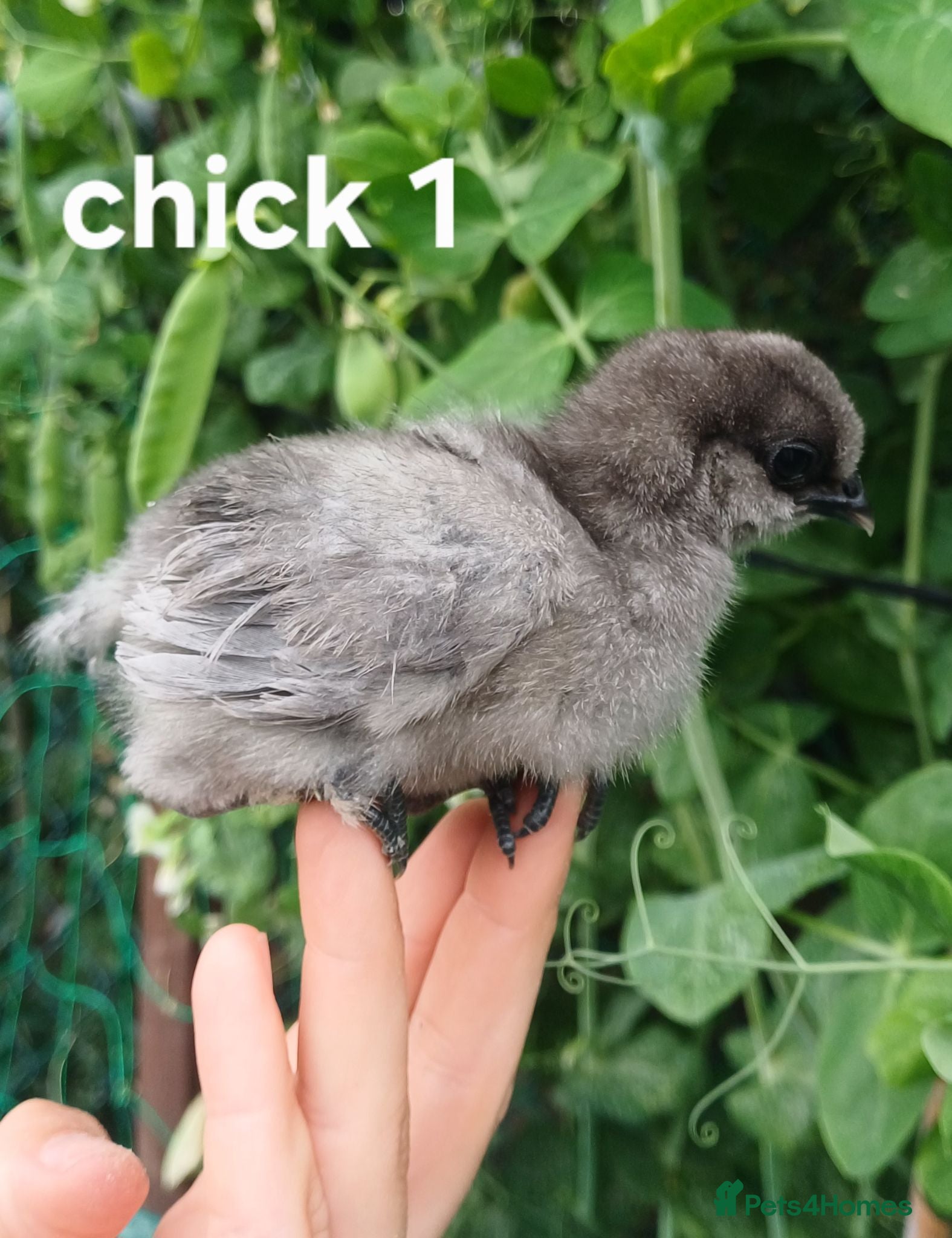 Chickens poultry Silkie chicks, hatching eggs & cockerels available - Advert 16