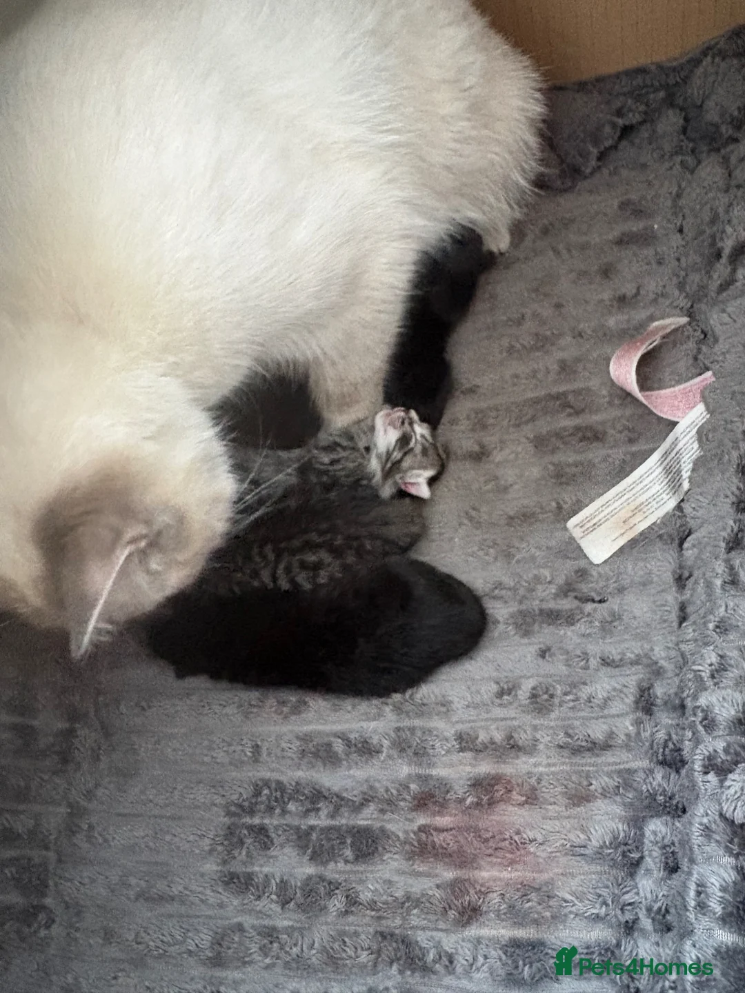 Ragdoll cats for sale: Ragdoll mix  - Advert 3