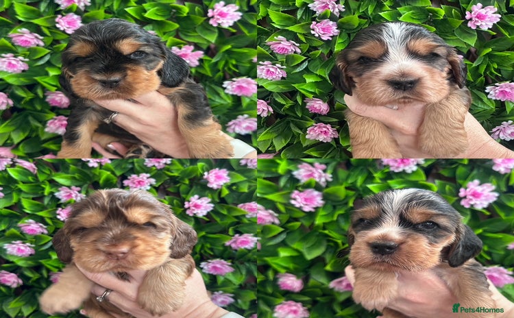 Cocker Spaniel dogs - Advert 1