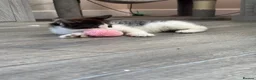 Turkish Van cats for sale: Stunning Turkish van mix READY NOW - Advert 17