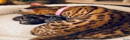 Bengal cats for sale: Bengal kittens - Advert 5