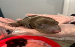 Miniature Dachshund dogs for sale: Adorable Miniature Dachshunds! KC REG, PEDIGREE - Image 4