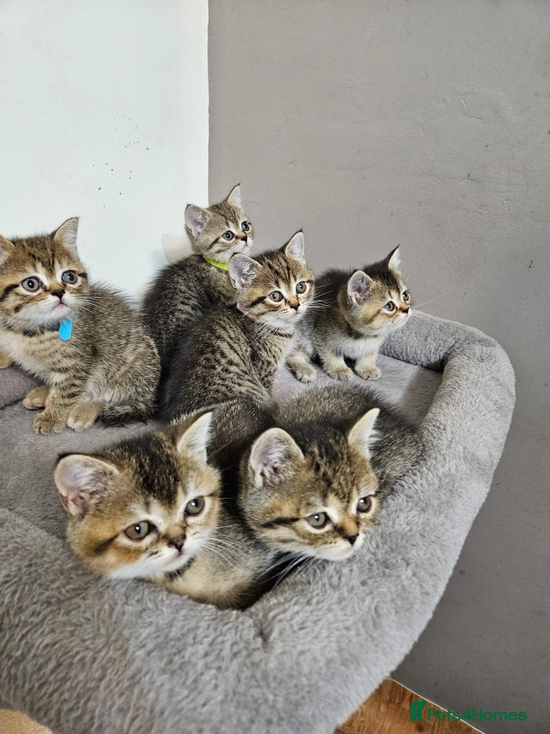 British Shorthair cats for sale: British Shorthair Kittens Full Pedigree Parents  - Advert 9