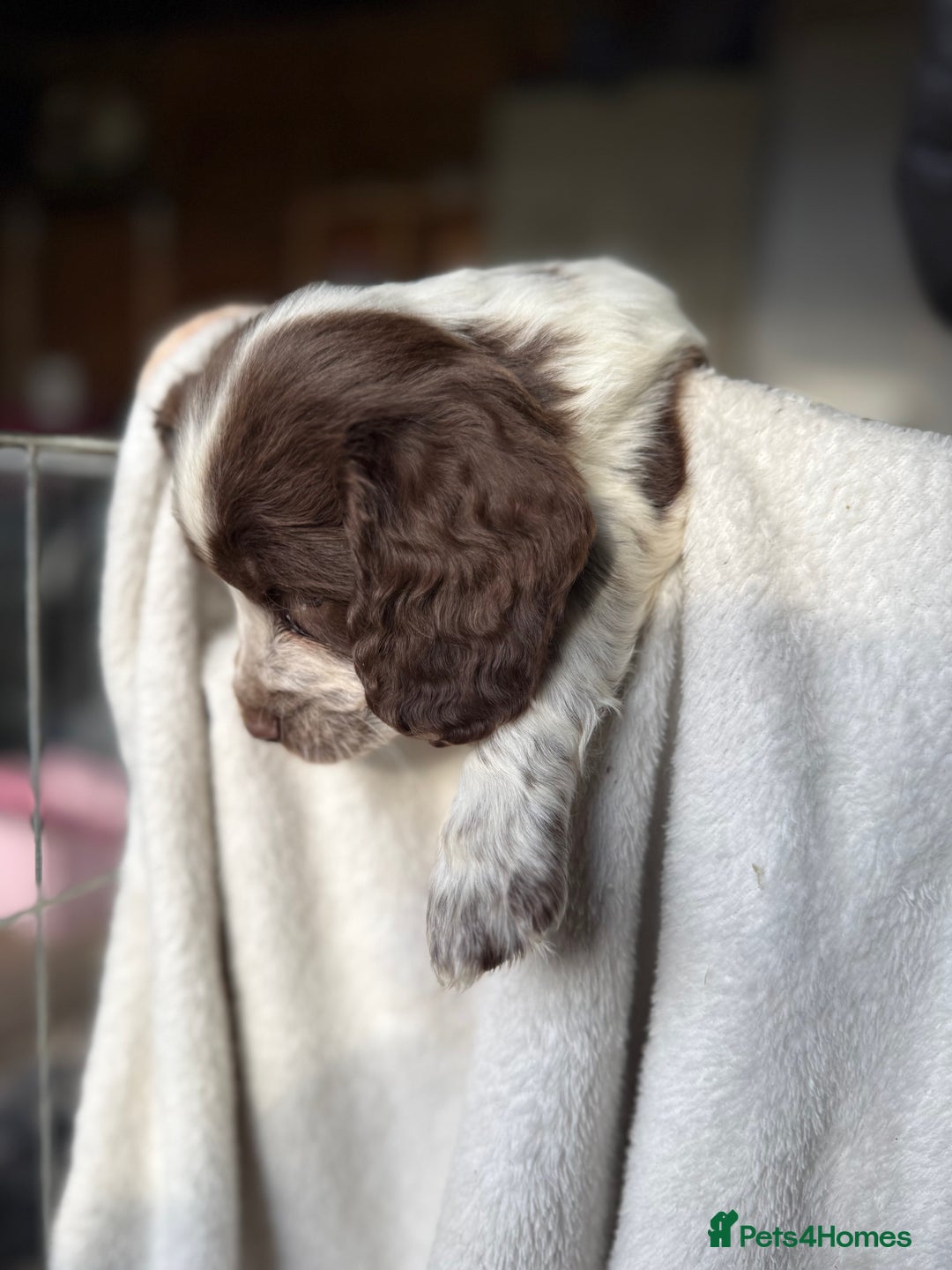 Sprocker dogs for sale: unbelievably marked sprockers 😍 - Image 40