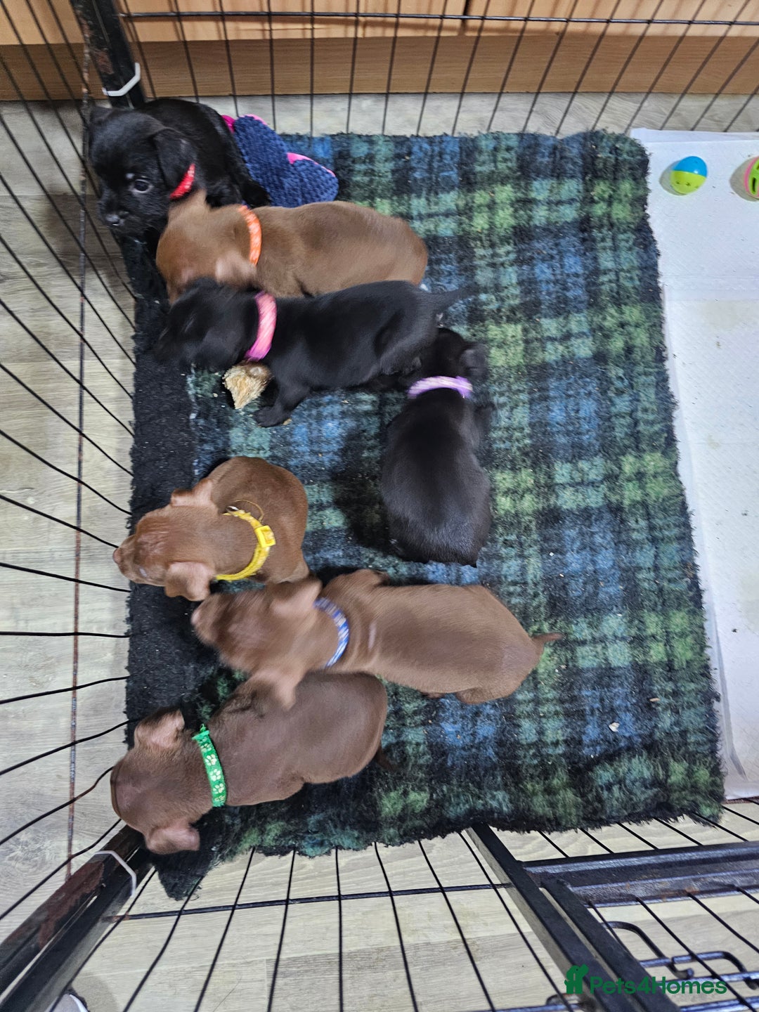 Patterdale Terrier dogs for sale: BEAUTIFUL PATTERDALE TERRIERS FOR SALE  - Advert 13
