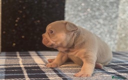 French Bulldog dogs for sale: Beautiful litter of 4 - Image 18