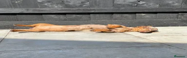 Miniature Dachshund 2