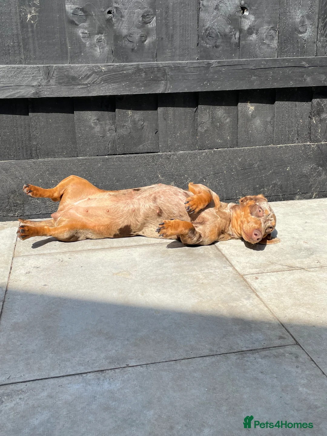 Miniature Dachshund dogs for sale: Miniature dachshund sisters in Bristol - Advert 7