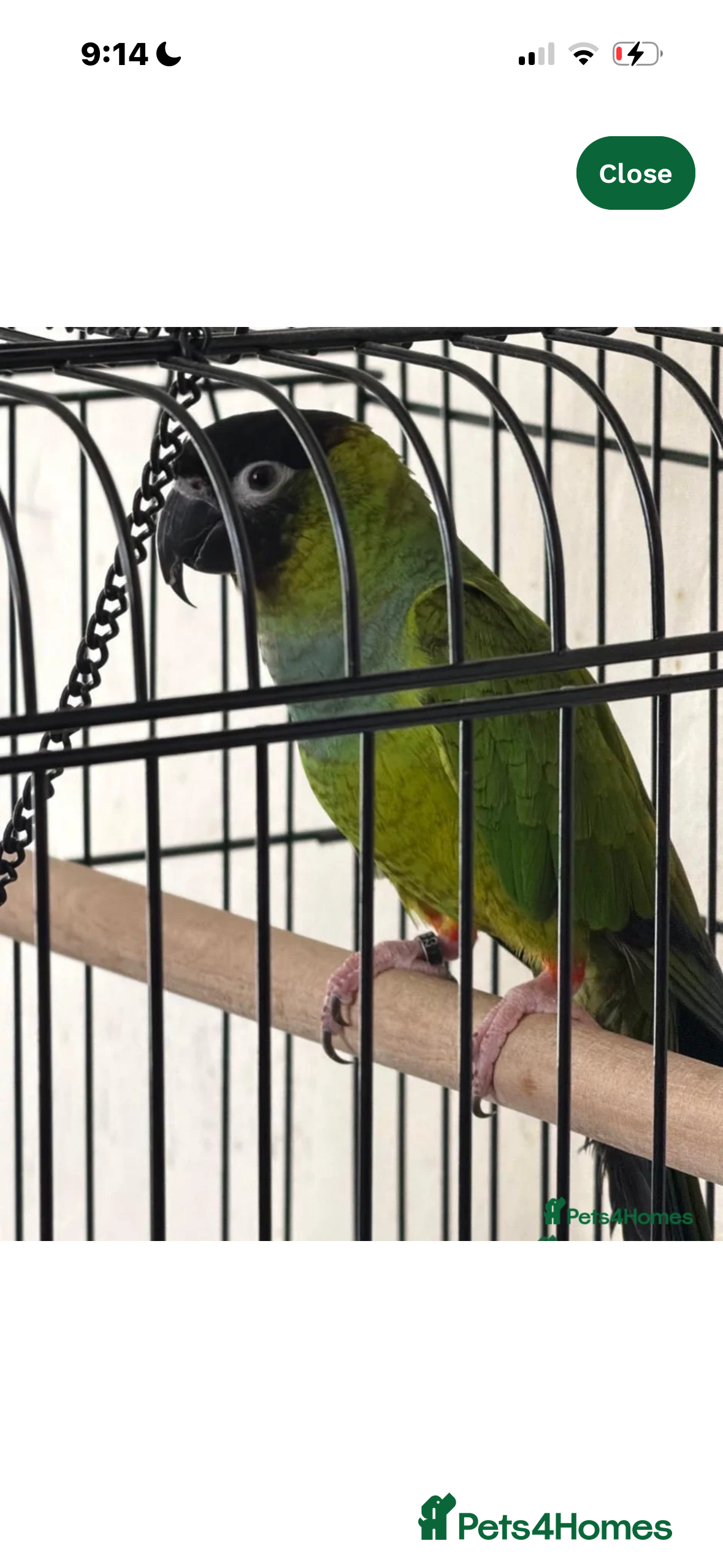 Conures birds Black capped conure - Advert 1