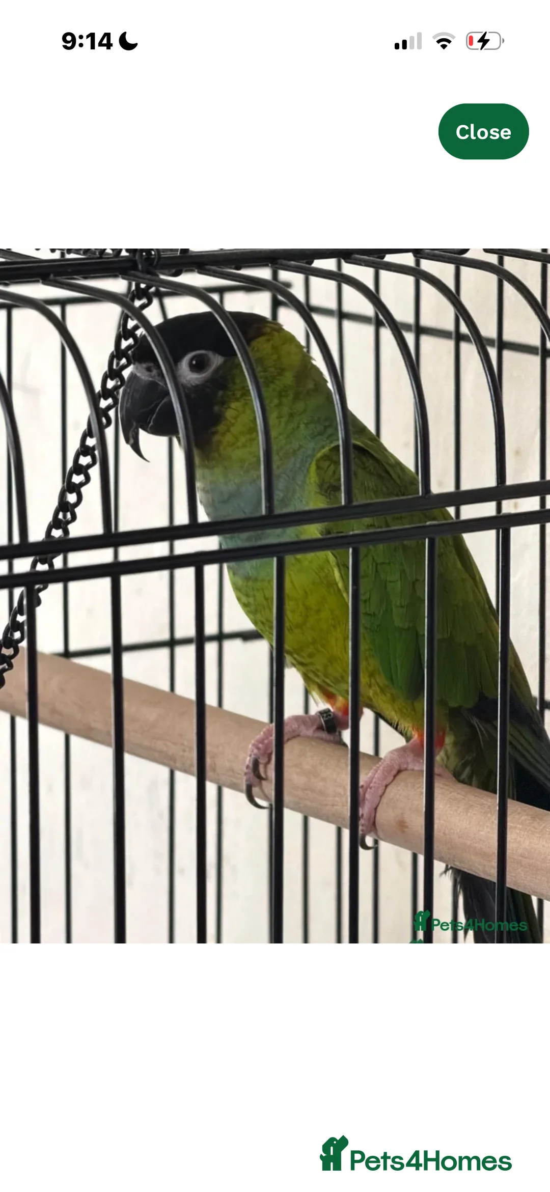 Conures birds for sale: Black capped conure - Advert 1