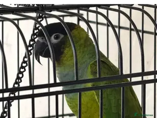 Conures birds Black capped conure - Advert 1
