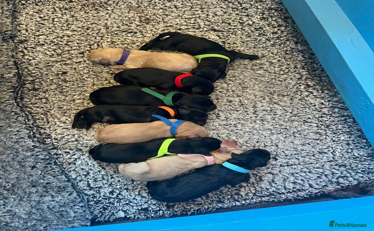 Labrador Retriever dogs for sale in Carnforth - Advert 1