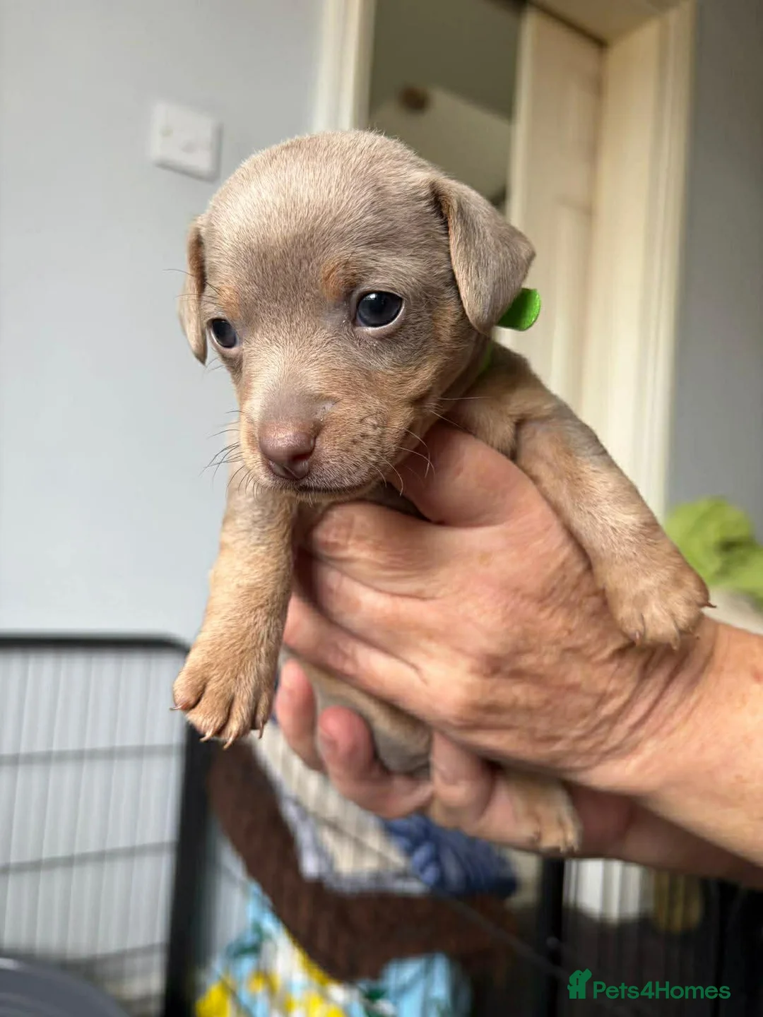 Jack Russell dogs for sale: Stunning miniature jack Russell puppy - Advert 32