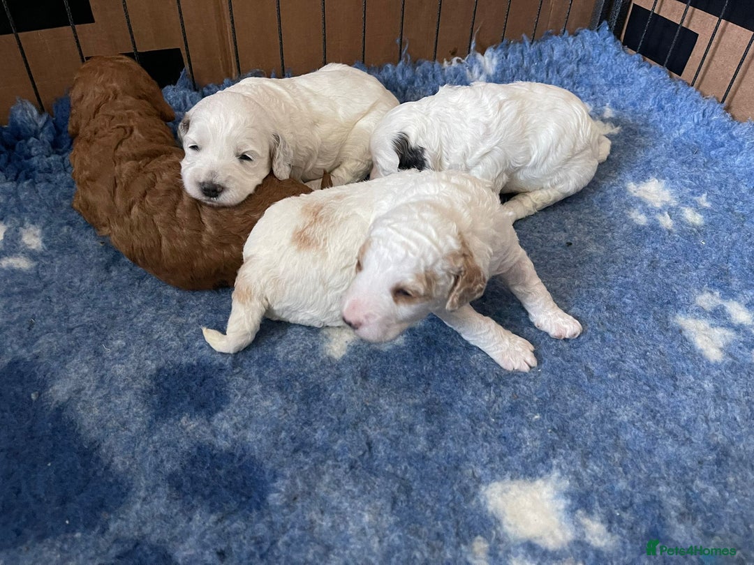 Cockapoo dogs for sale: Cockapoo - Image 3