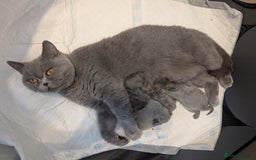 British Longhair cats for sale: British longhair kittens Ready December  - Image 1