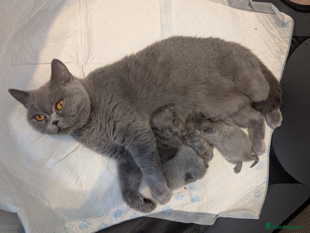 British Longhair cats for sale: British longhair kittens Ready December  - Image 1
