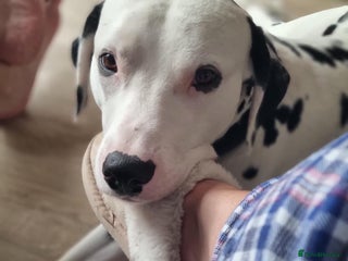 Dalmatian dogs - Advert 1