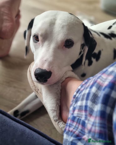 Dalmatian dogs - Advert 1
