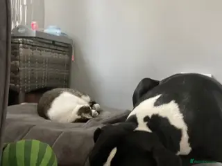 Mixed Breed dogs American Staffordshire bull terrier - Advert 1