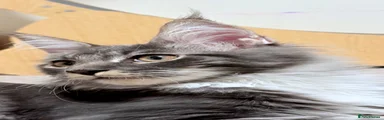 Maine Coon 1