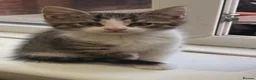 Maine Coon cats for sale: Maine coon cross kittens - Advert 9