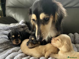 Dachshund dogs kC Longhair dachshunds - Advert 3