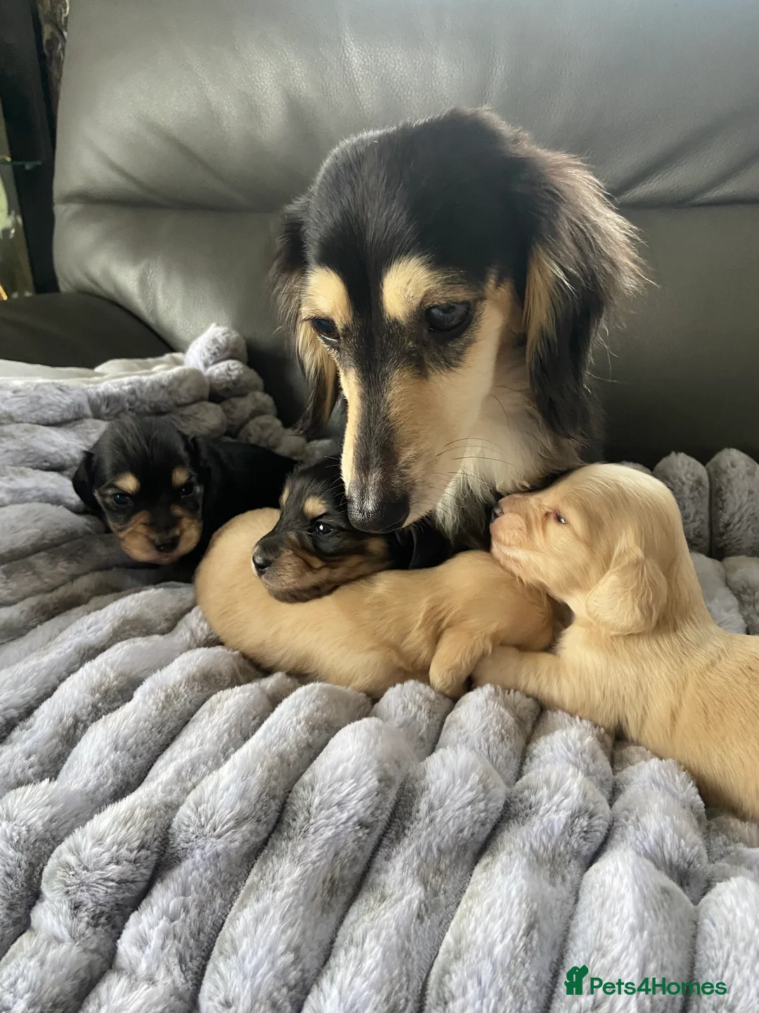 Dachshund dogs for sale: kC Longhair miniature dachshunds  - Advert 2