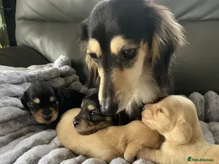 Dachshund dogs kC Longhair miniature dachshunds - Advert 4