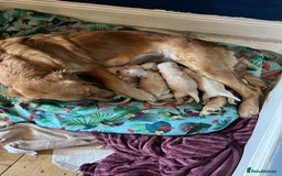 Golden Retriever dogs for sale: Male Golden Retriever puppy - Image 5