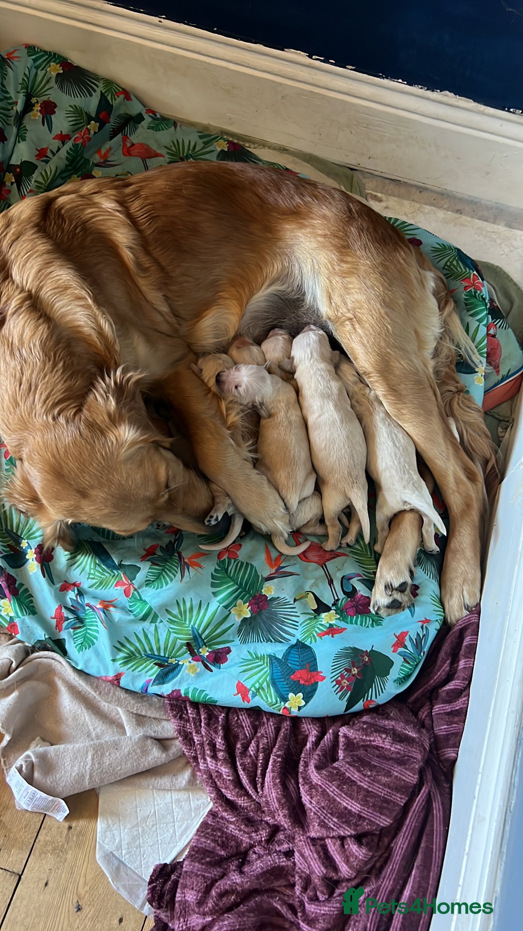 Golden Retriever dogs for sale: Male Golden Retriever puppy - Image 5