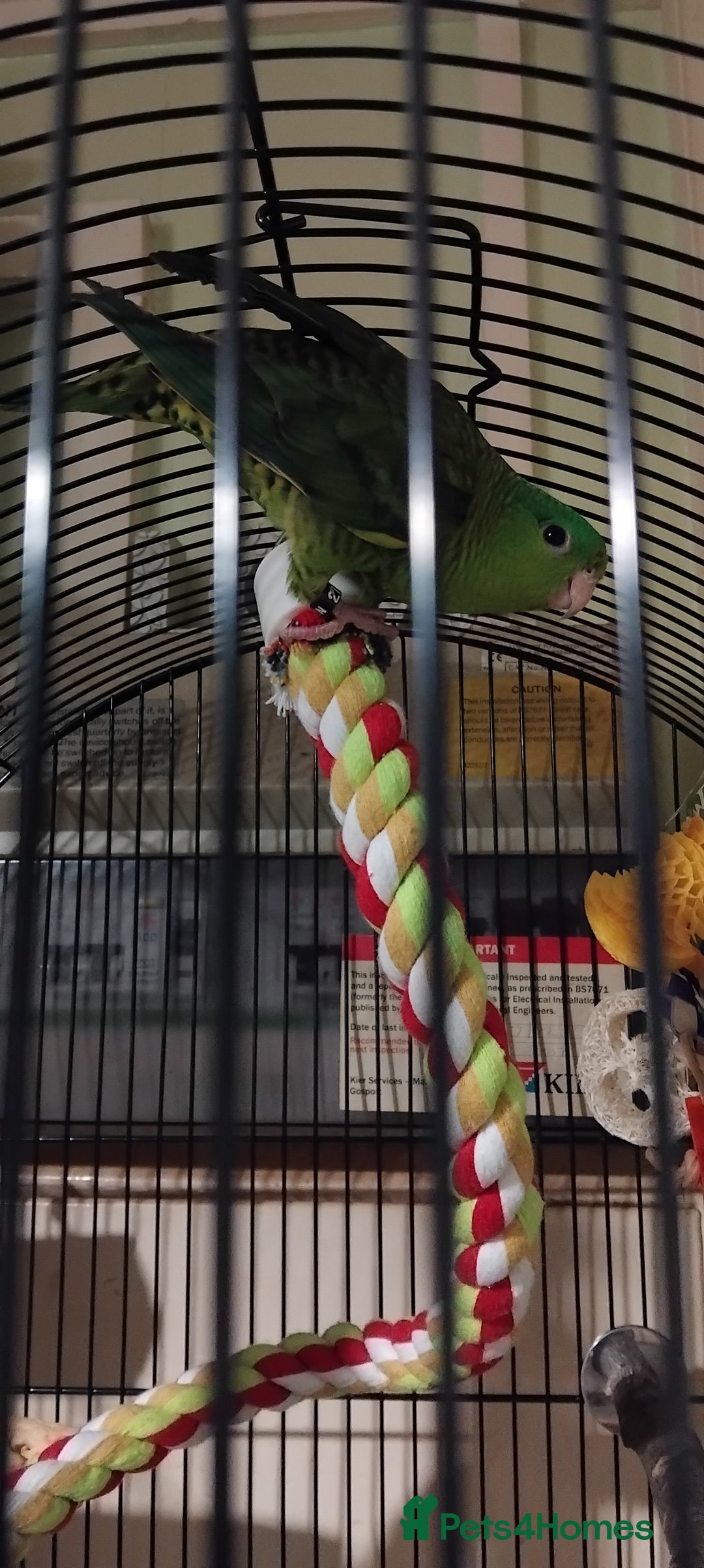 Parakeets birds for sale: Lineolated parakeet  - Advert 5